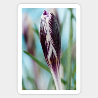 Crocus  'Spring Beauty' Sticker